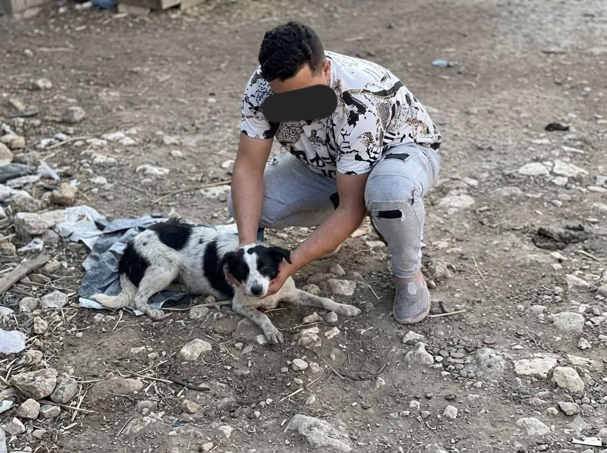 تورّط 7 أنفار في حادثة تعذيب و ذبح كلب.."الصباح نيوز " تكشف آخر المستجدّات 